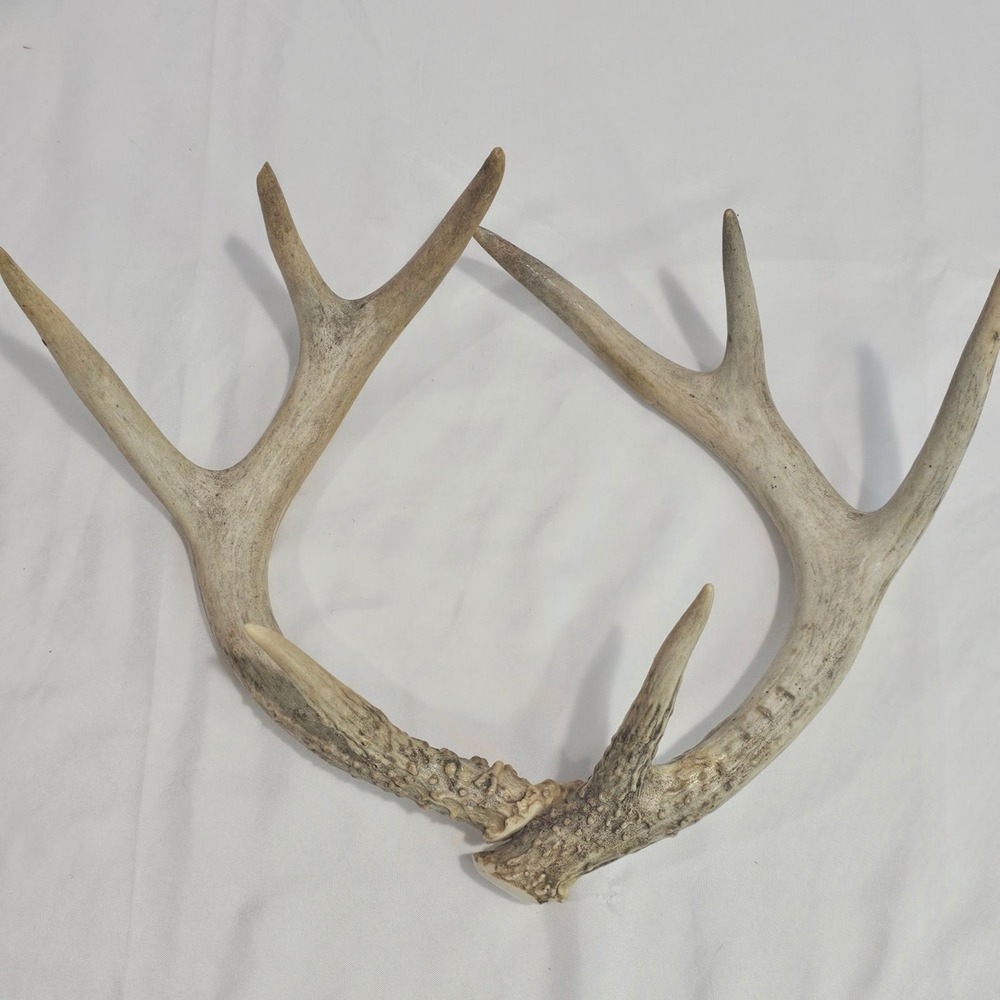 Natural White Tail Deer Horn Home Decor Rustic Cabin Country Cottagecore - Picture 3 of 5